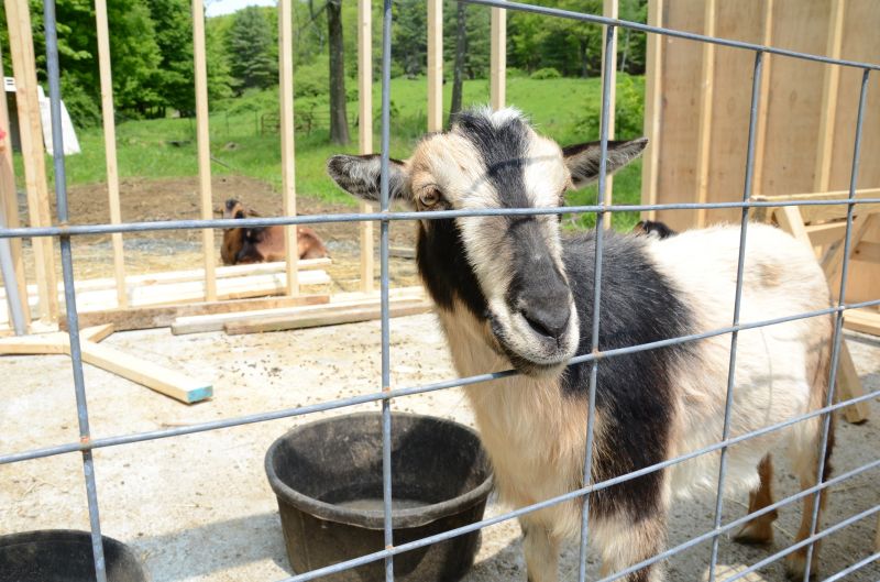Goat Fence Installation